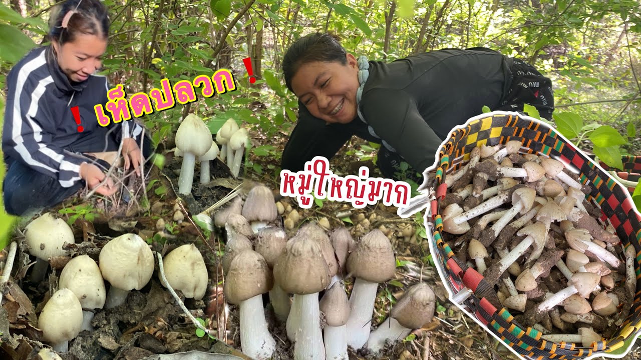 ‼️ เก็บเห็ดปลวกปีหมู่ใหญ่มากดีใจสุดๆ🍄🍄
