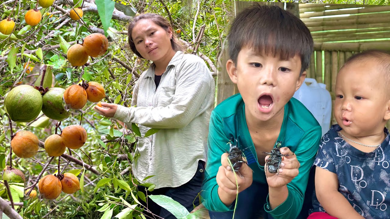 The Mother Went Into The ForestR To Pick Fruit To Sell To earn Money For Her Son to Go to School