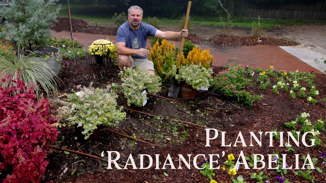 Planting ‘Radiance’ Abelia - Variegated, Flowering, Evergreen, Deer Resistant