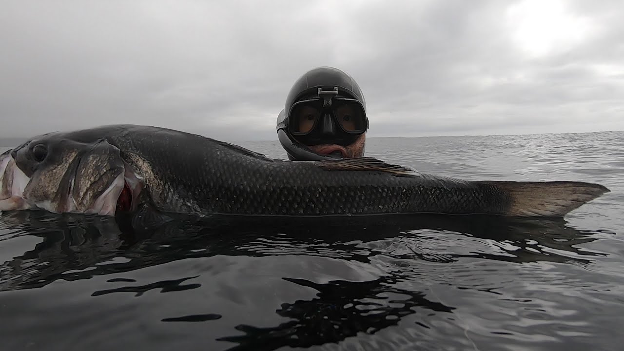 Robalos e Douradas (Verão 2020) / Sea bass and Gilthead Sea bream (Summer 2020)