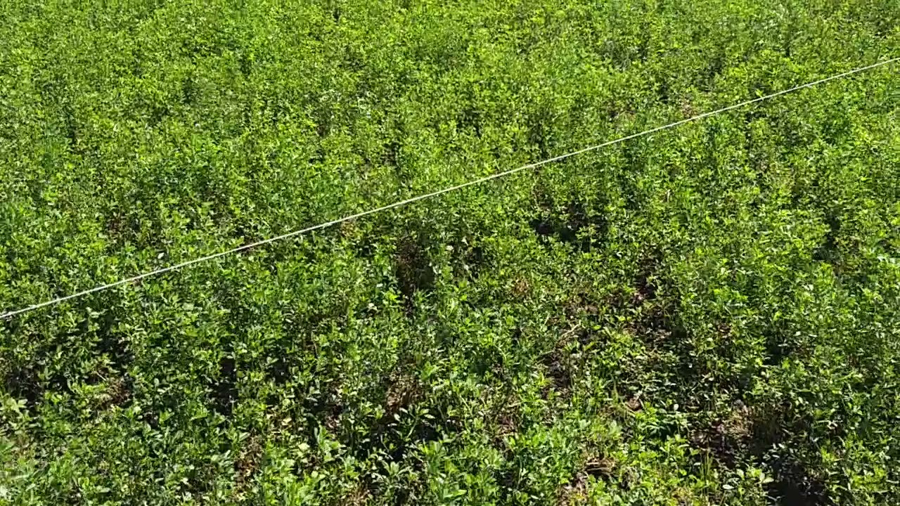 Intersiembra de pasturas base alfalfa en tambo. Parte 1