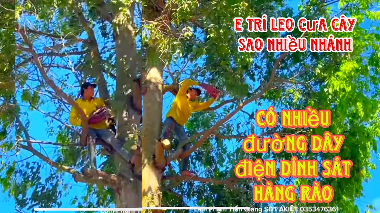 E Trí leo Cưa Cây Sao khủng nhiều nhánh có nhiều đường dây điện bên dưới có hàng rào