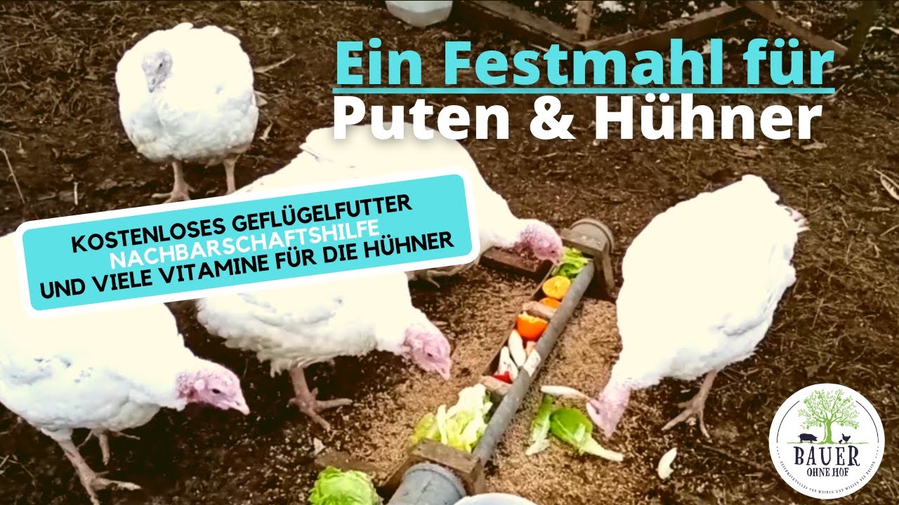 H&uuml;hnerfutter f&uuml;r Umsonst - Ein Festmahl f&uuml;r unser Gefl&uuml;gel