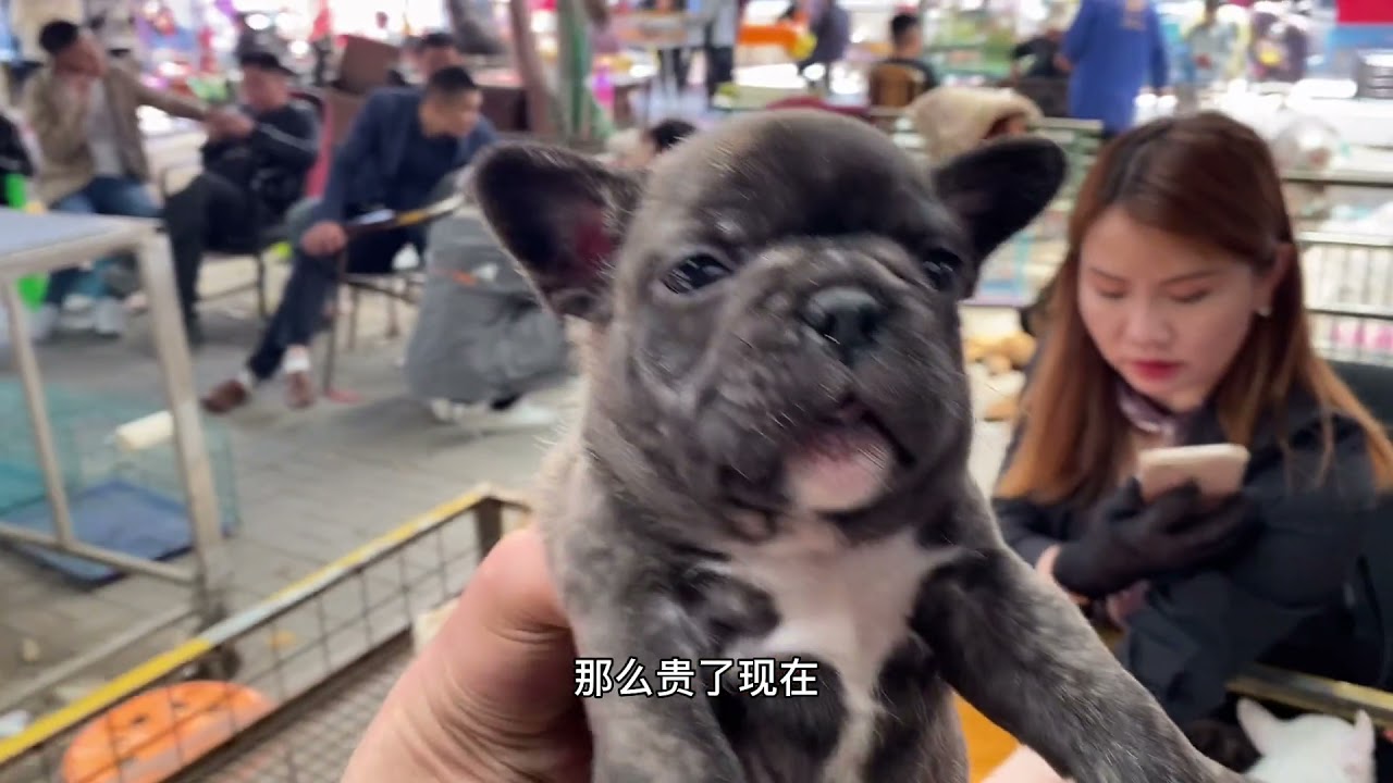 前几天的法斗便宜没人要，今天价格高了都疯抢了