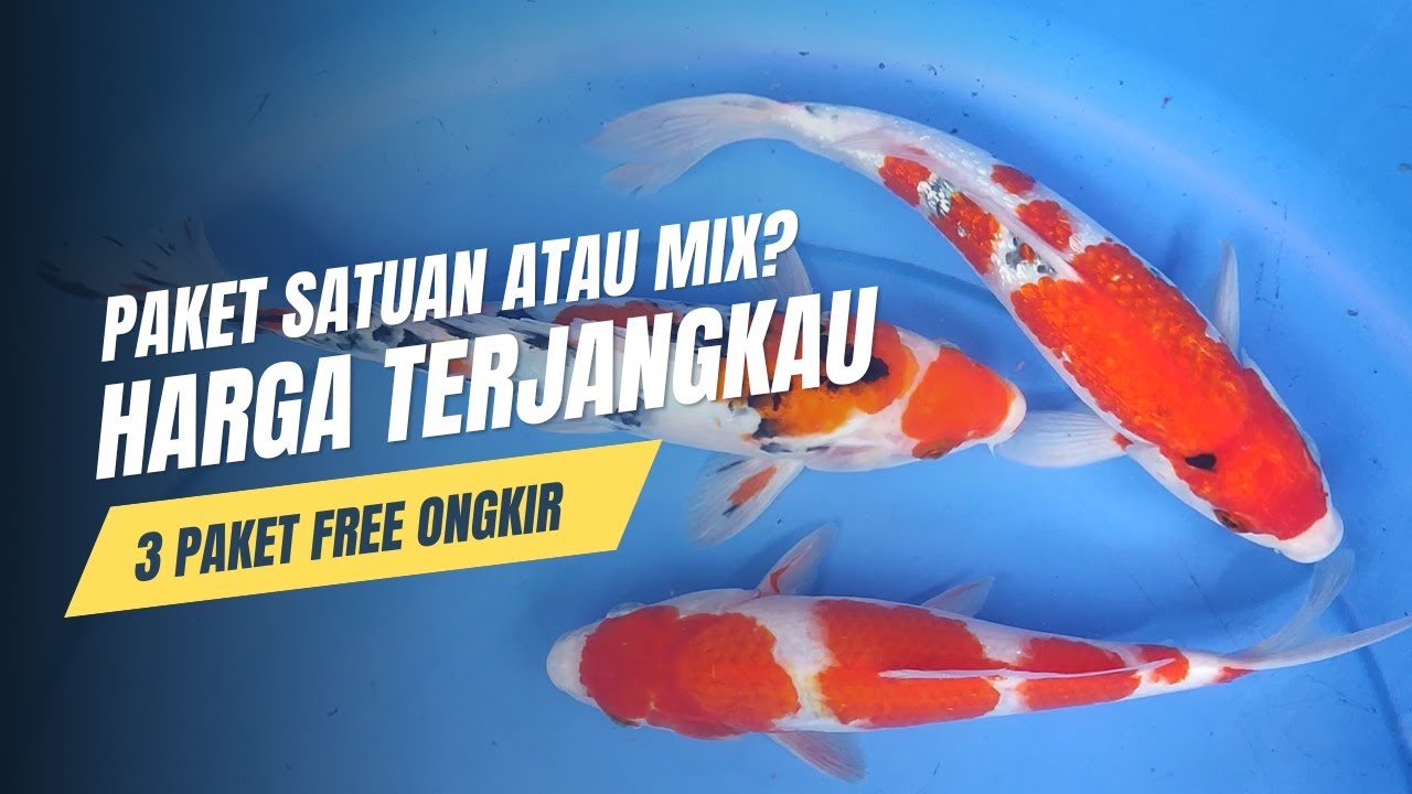 Super terjangkau, rugi kalau kelewatan, koi blitar asli #koi #koiblitar #kolamkoi #ikankoi