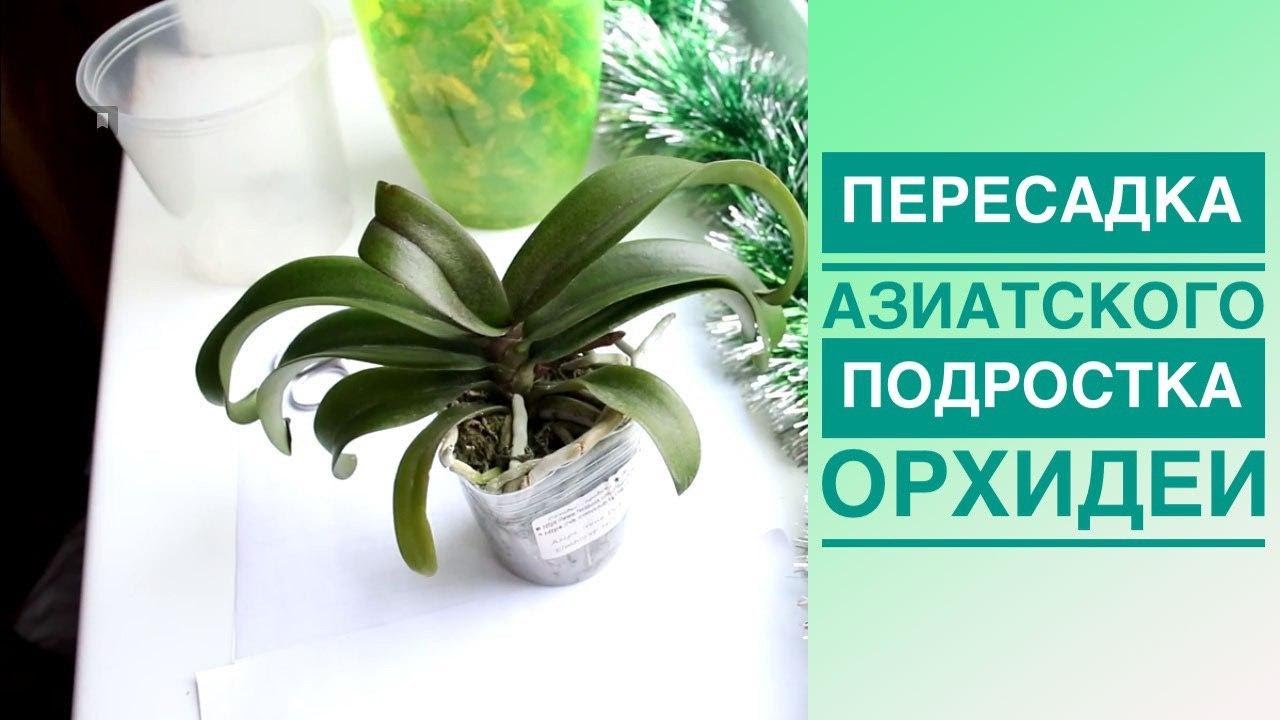 Пересадка азиатского подростка орхидеи
