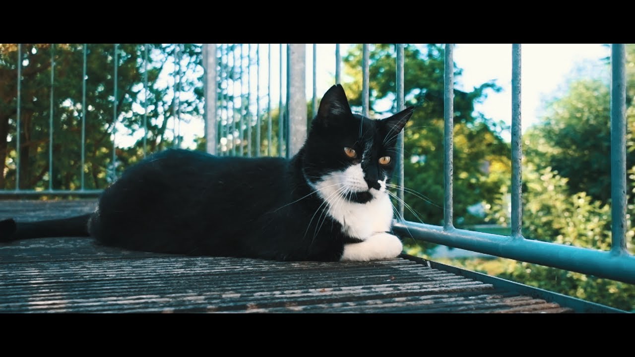 Creative Worx - CAT KARUSO