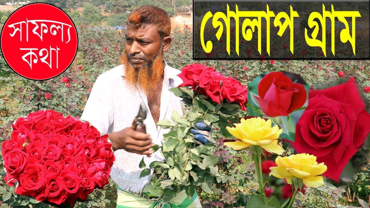 Safollo Kotha -Ep 184 - গোলাপ গ্রাম | ফুল চাষ পদ্ধতি | Golap Gram Savar Dhaka
