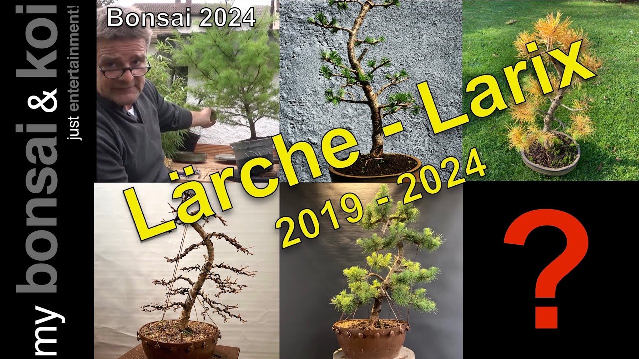 Bonsai 2024-22 - japanische Lärche - Larix kaempferi - was in vier Jahren möglich ist