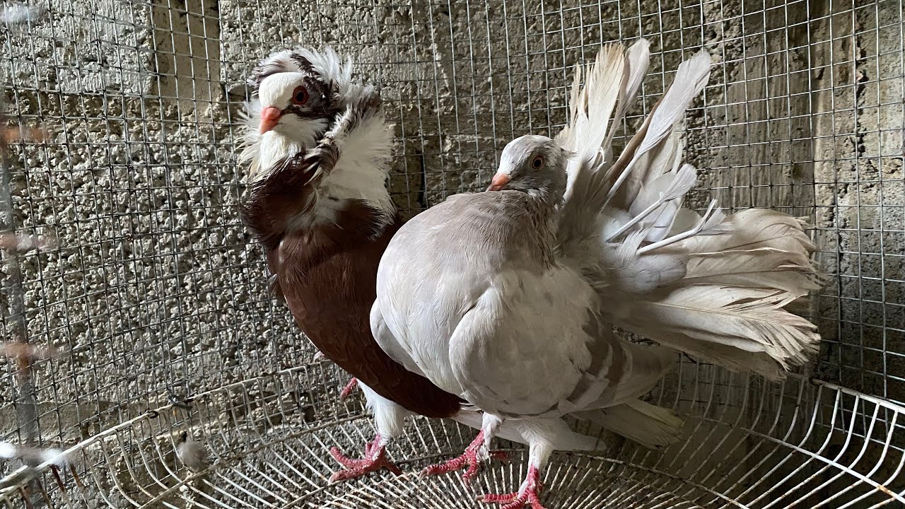 LAS PALOMAS SE APAREAN CON PALOMAS DE OTRAS RAZAS