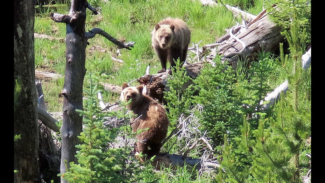 Yellowstone Summer Hiking - 2019