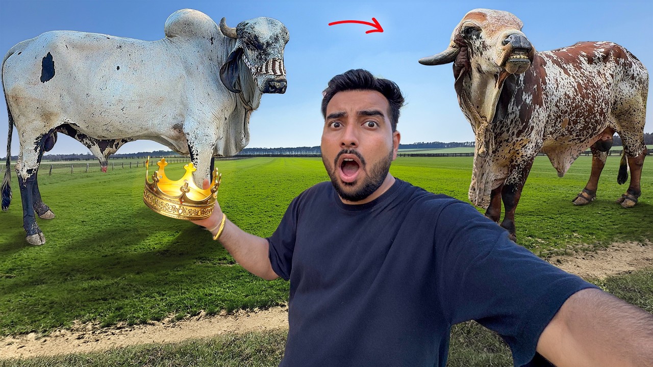 Anand Vs Bheem Bull Fight😡Farm Ka Raja Kaun?👑