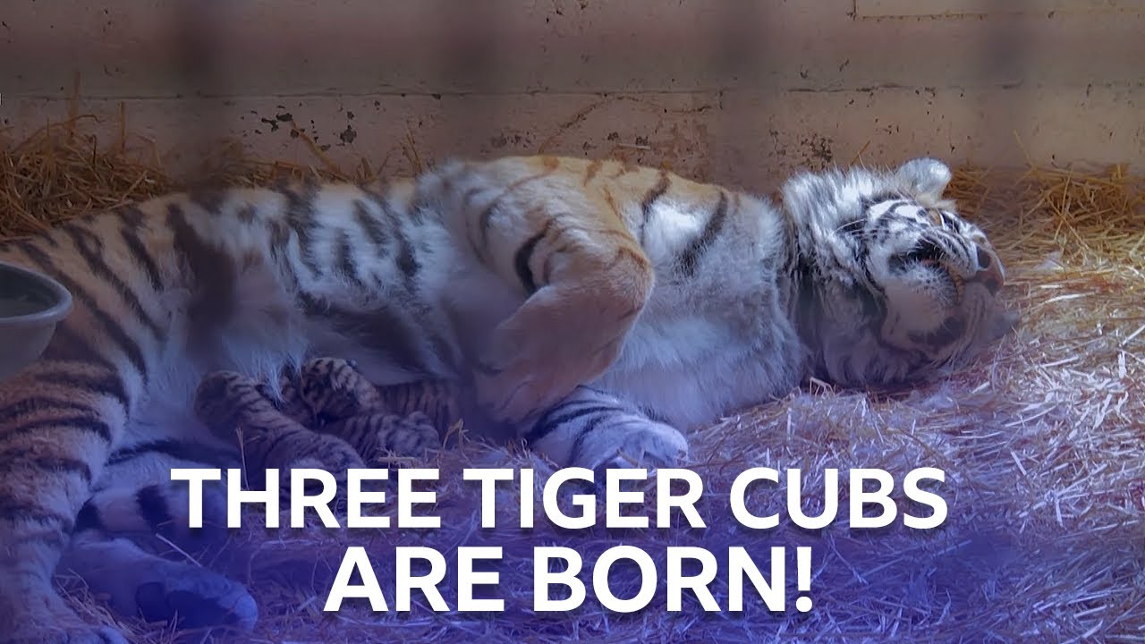 Three Amur Tiger Cubs Are Born! | Inside The Zoo | BBC Scotland