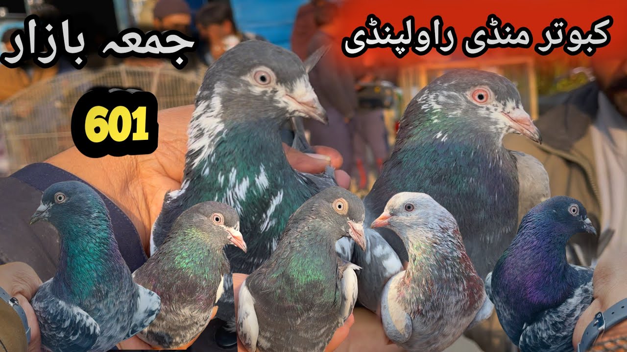 601| Friday Kabootar Mandi Rawalpindi | Today 19,12,2025 | Latest Update High Flying Pigeons Market 