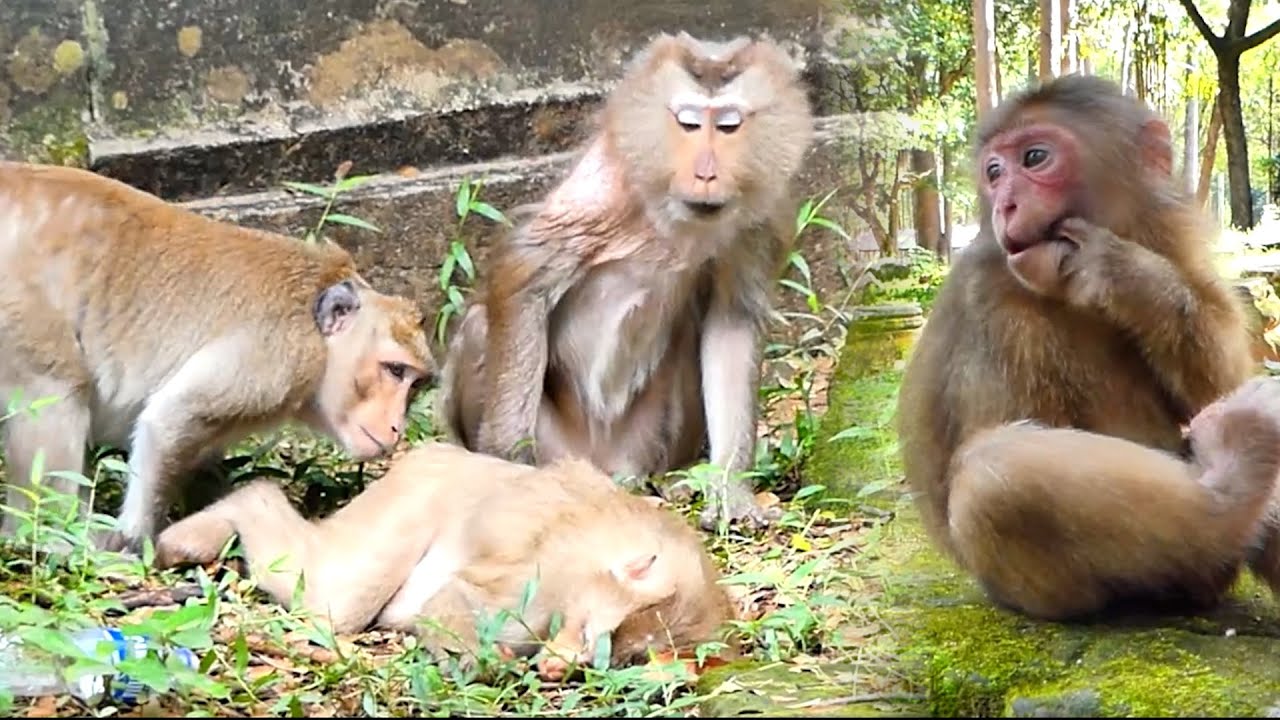 Balina Watching New abandoned That Welcome By Terriza and Other ! Monkey !