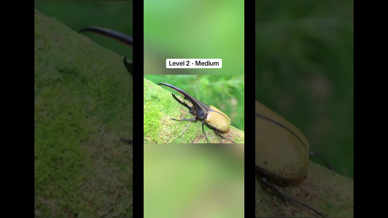 Entomophobia Test ⚠️🪳🐞 #fyp #entomophobia #insects #fear #scary #testing #tiktok #shorts #video