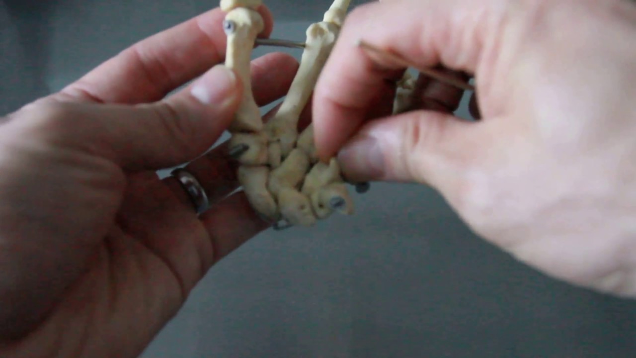 SKELETAL SYSTEM ANATOMY: Bones of the wrist, hand and fingers