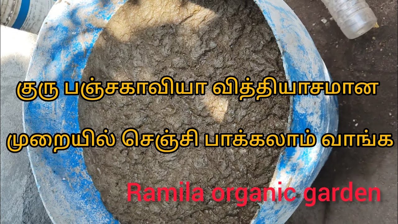 ஐந்தே பொருள் பஞ்சகாவியா ரெடி நீங்களும் செய்யலாம் ஈஸியா 