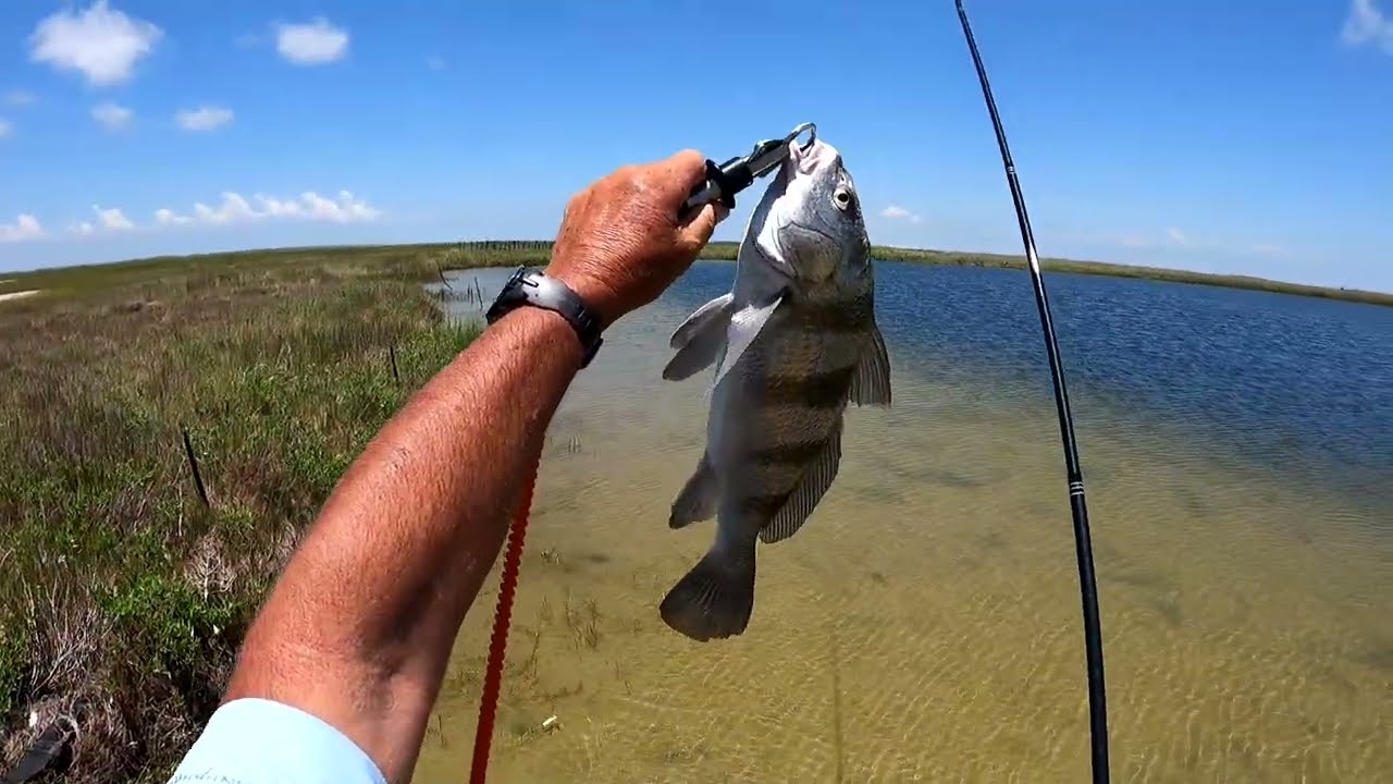 Tenkara Black Drum Sight Casting using a Wasatch Rodzilla Rod wade fishing saltwater tidal flats