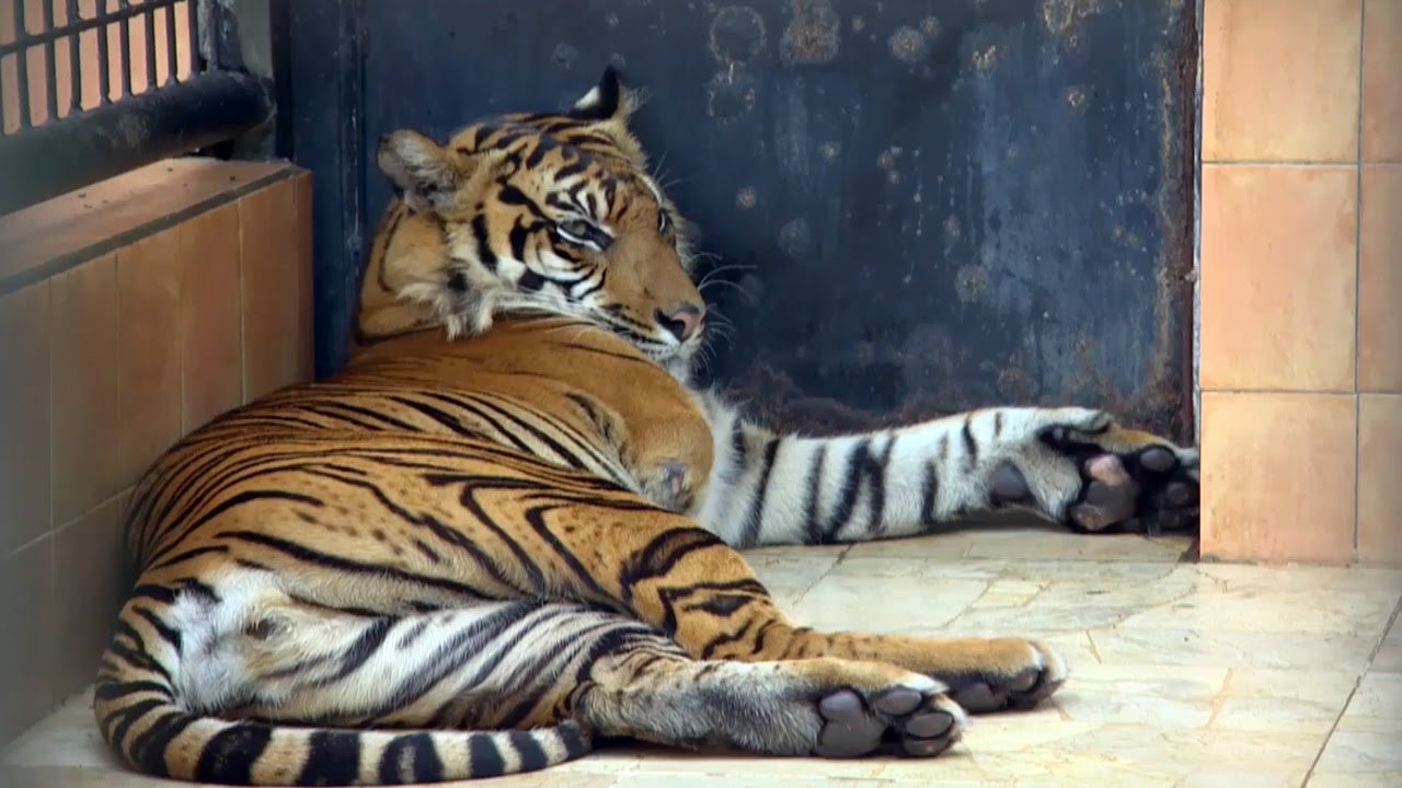 Amputee Tiger Saved From Poachers | Tigers About The House: What Happened Next | BBC Earth