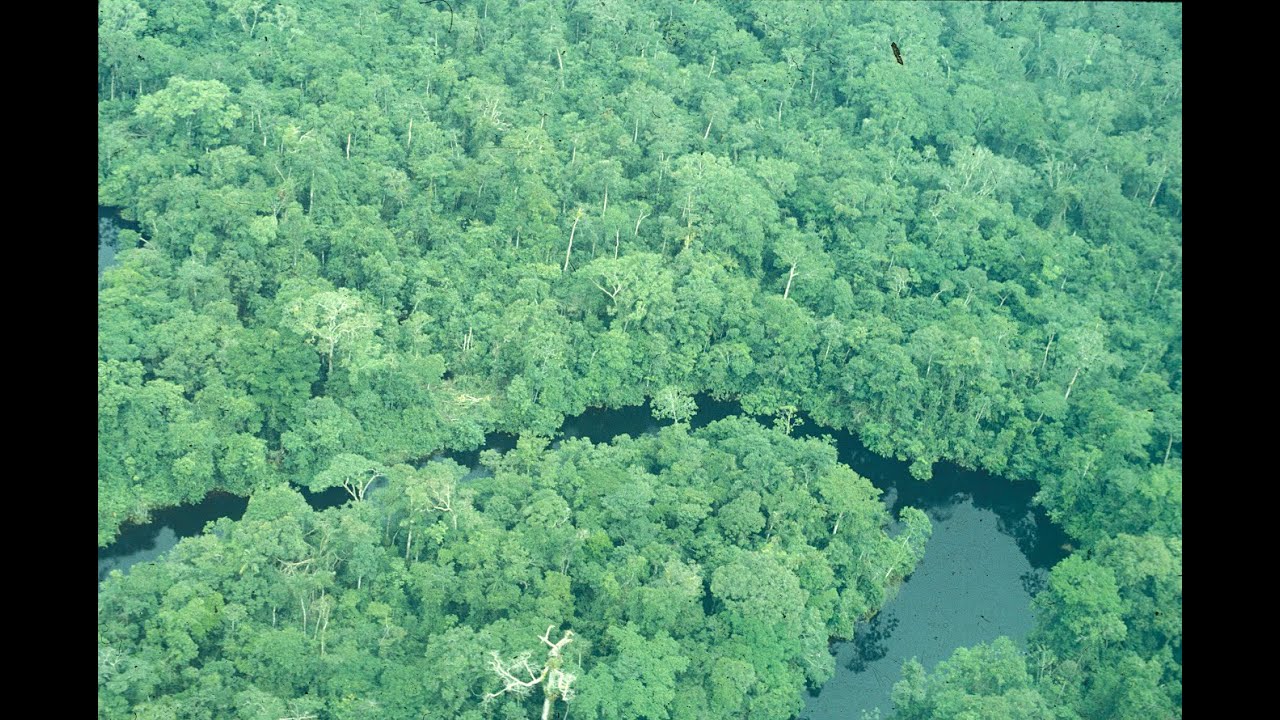 Manejo Forestal Sostenible en Colombia