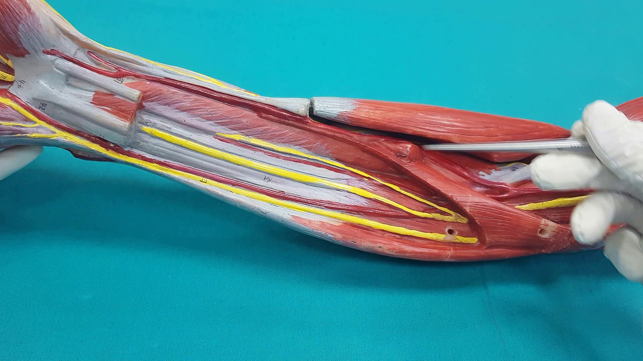 Musculi Antebrachii|Önkol Kasları Anatomisi (FLEKSOR KOMPARTMAN)