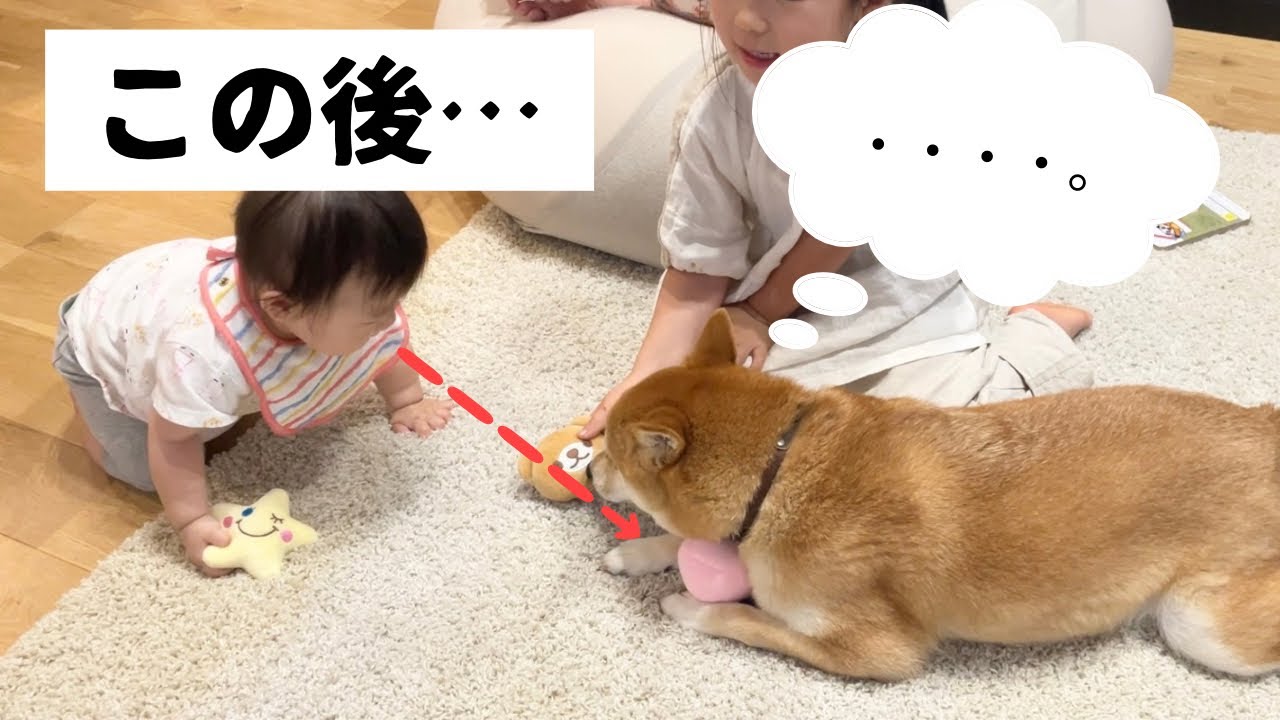 大事なおもちゃを赤ちゃんに奪われた柴犬の反応がこちらです…