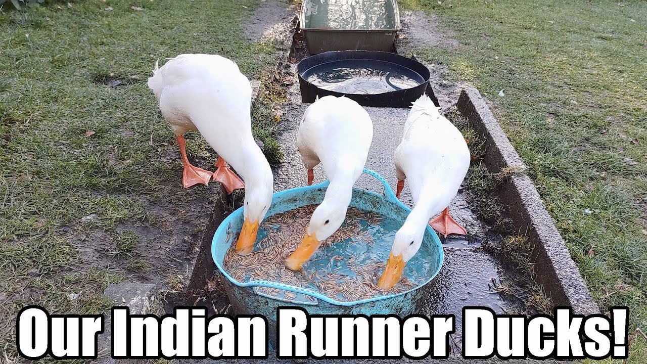 Our Indian Runner Ducks - Cleanout Time!