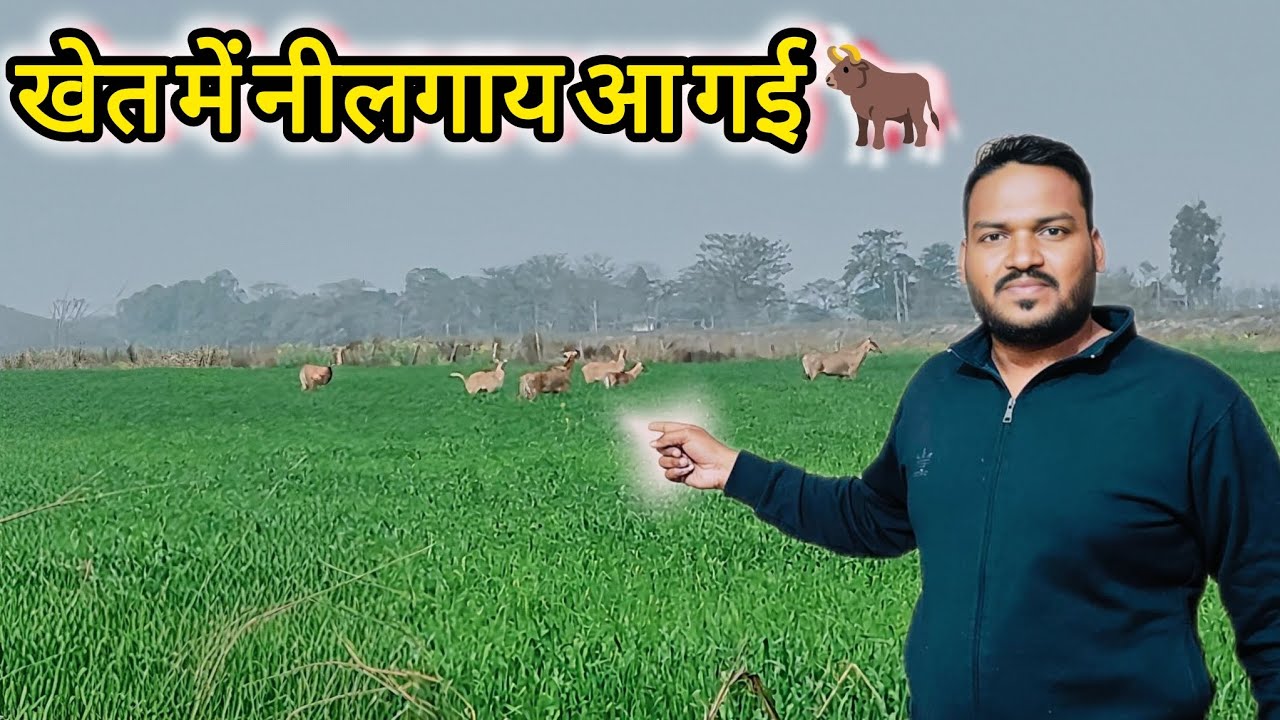 Achanak khet mein Nilgai aa gayi 🐂  || Real Village Vlog #anitayadavvlogs #villagelife #dailyvlogs 