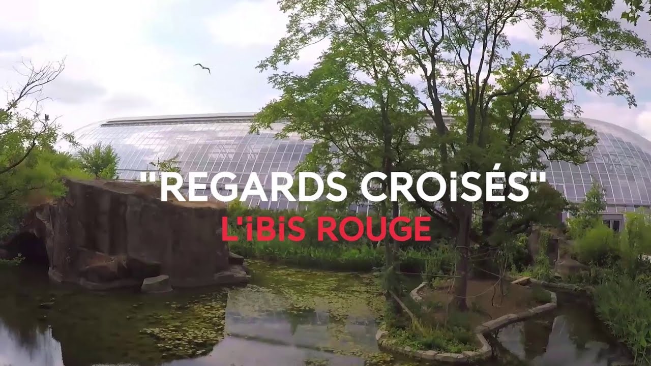 Regards croisés | L’ibis rouge