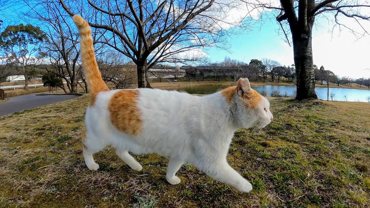 Кот в парке, который пришел погладить за посадкой, даже обычная АЗУМАЯ пришла со мной