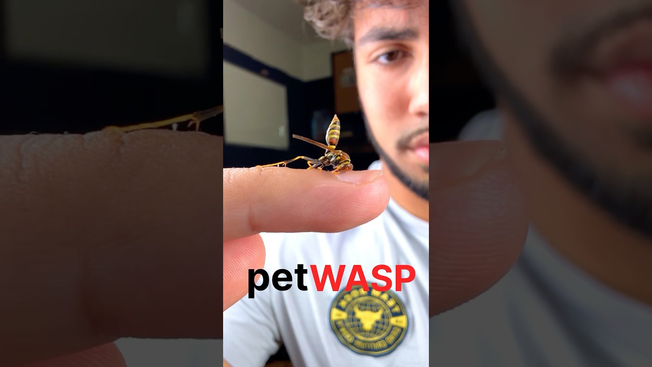 I&rsquo;m Keeping Wasps as a Pet!!