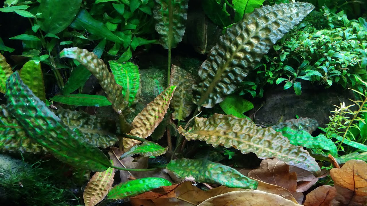 Криптокорина Гудоро  (Cryptocoryne hudoroi)