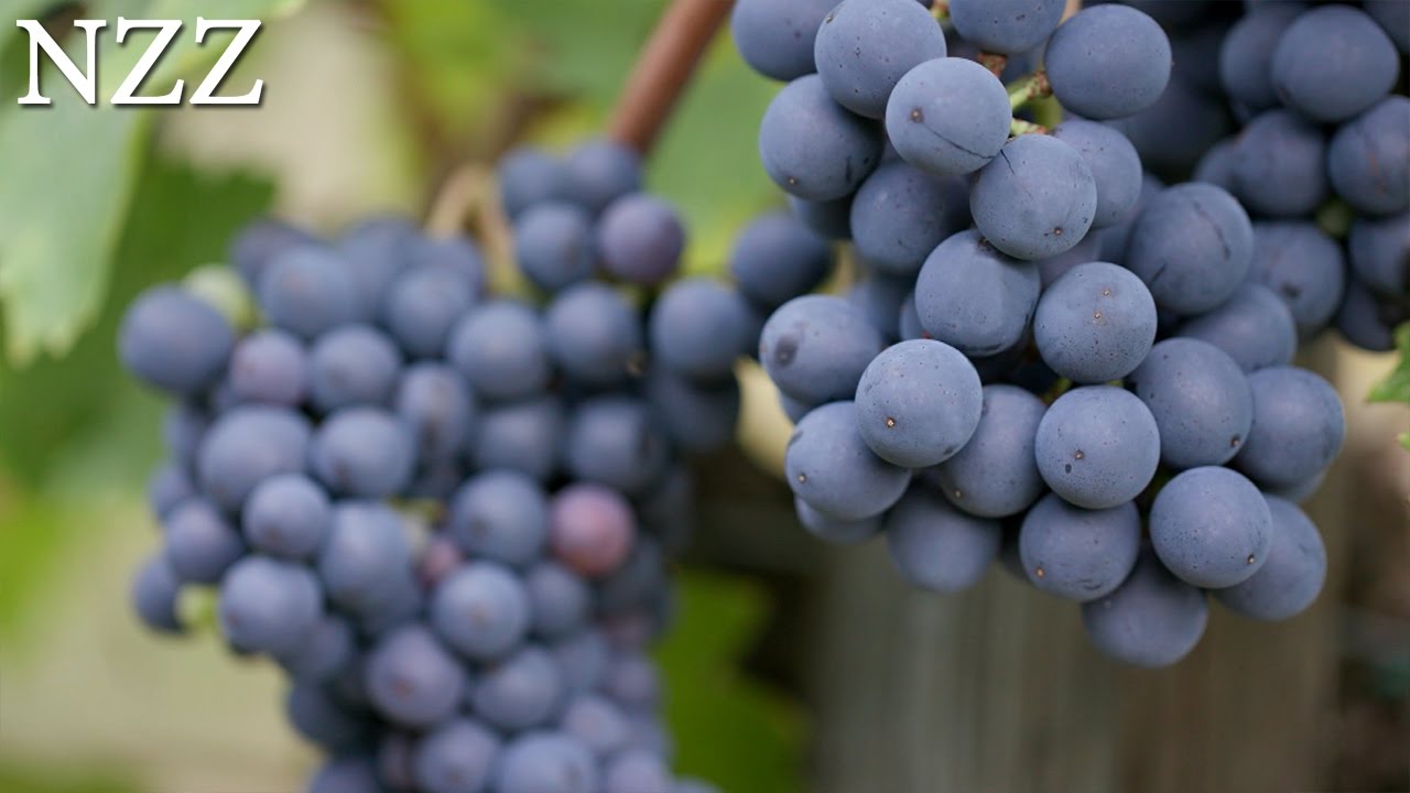 Wein &ndash; die Zukunft heisst Bio, Ausschnitt einer Dokumentation von NZZ Format