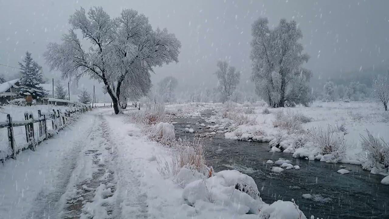 Snow Covering a Forest Path in a Calm and Undisturbed Winter Scene