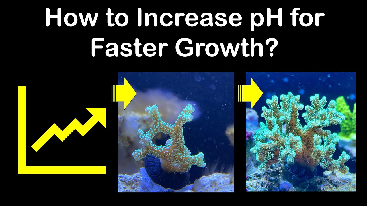You want higher pH for faster coral growth? This is what worked for me.