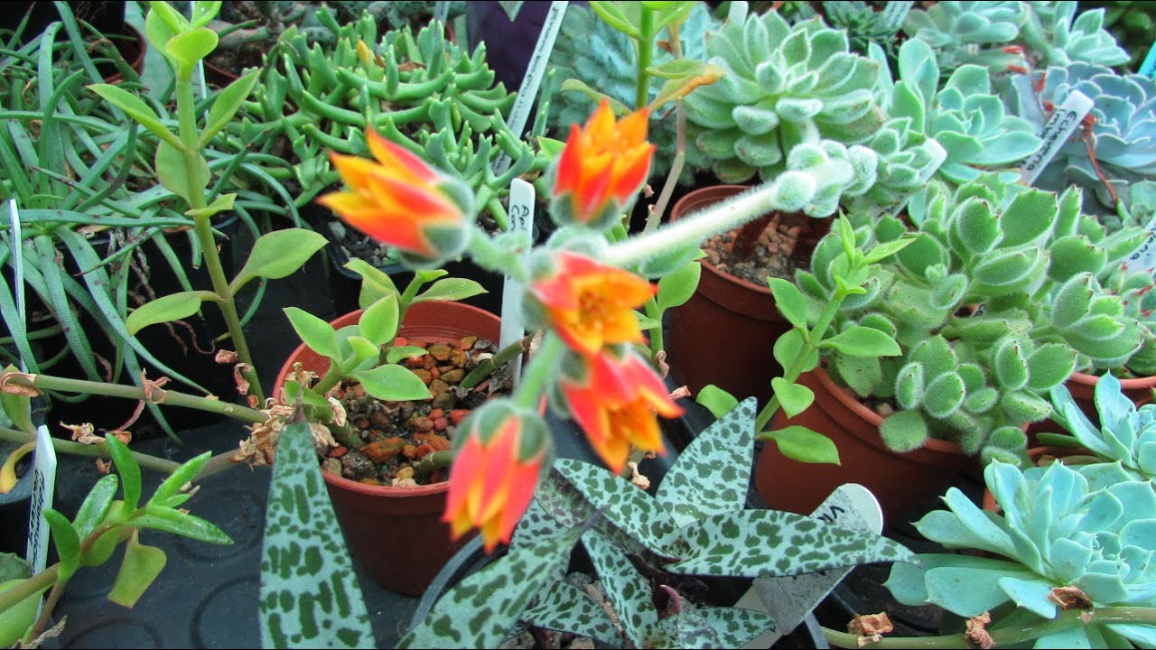 Echeveria setosa Succulent Plant in beautiful Bloom - The Mexican fire cracker