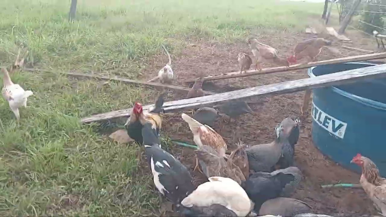 Mundo do Agro. Vida no Agro.