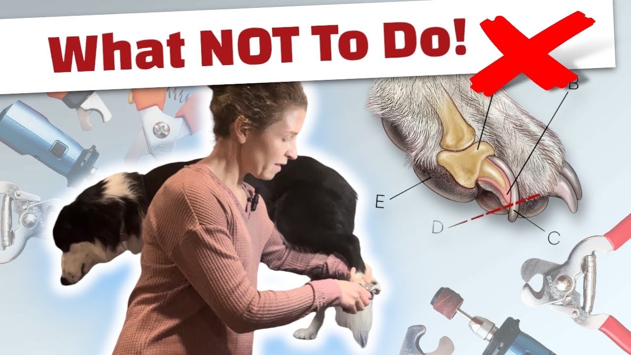 9 ошибок, которые вы можете совершить, подстригая когти своей собаке