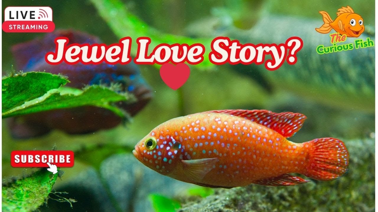 🔴Watch Along🐠Jewel Cichlid Courtship Behavior LIVE – 🐠Watch the Pair Prepare Their Territory🐠