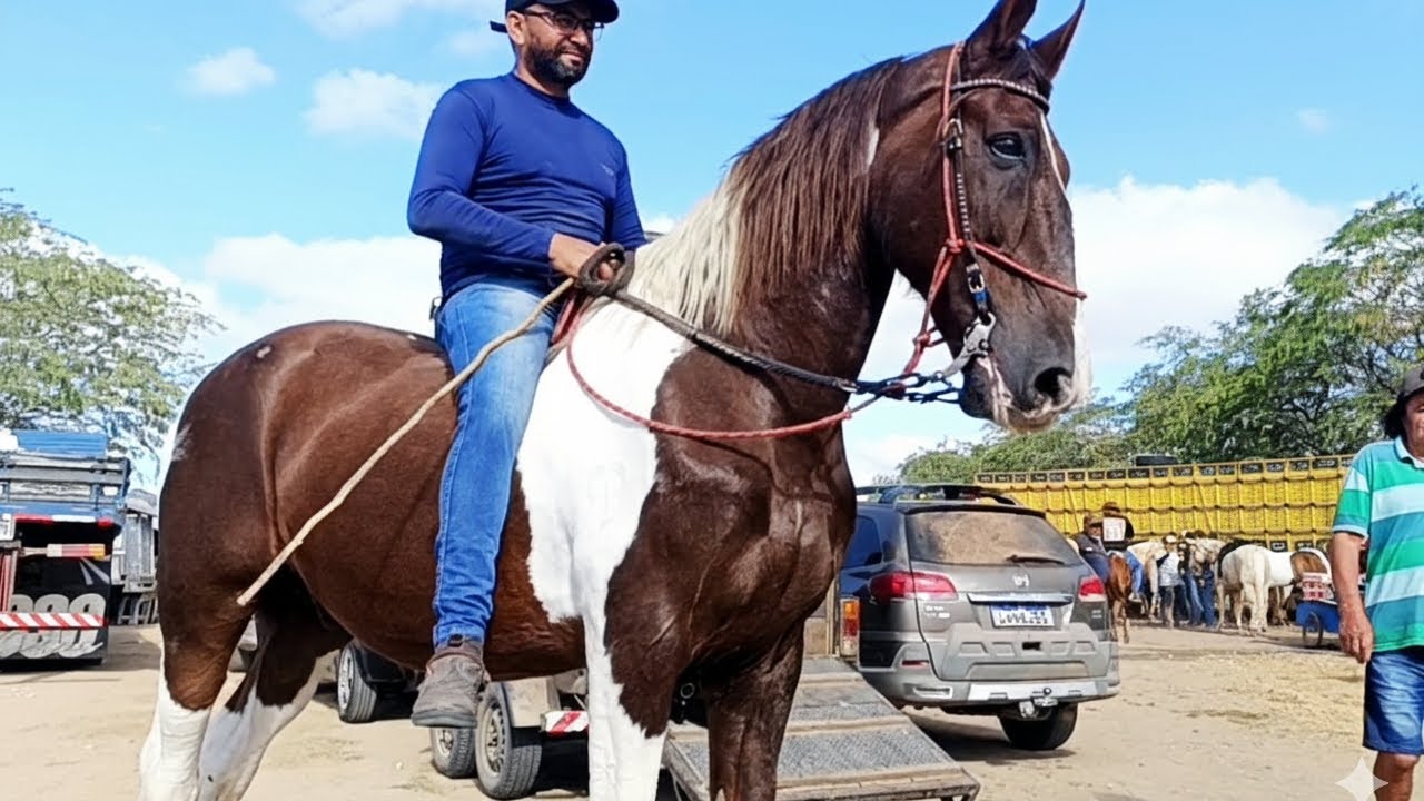 Конная ярмарка в Каруару, последняя ярмарка 2025 года, прекрасные роскошные лошади #лошадь