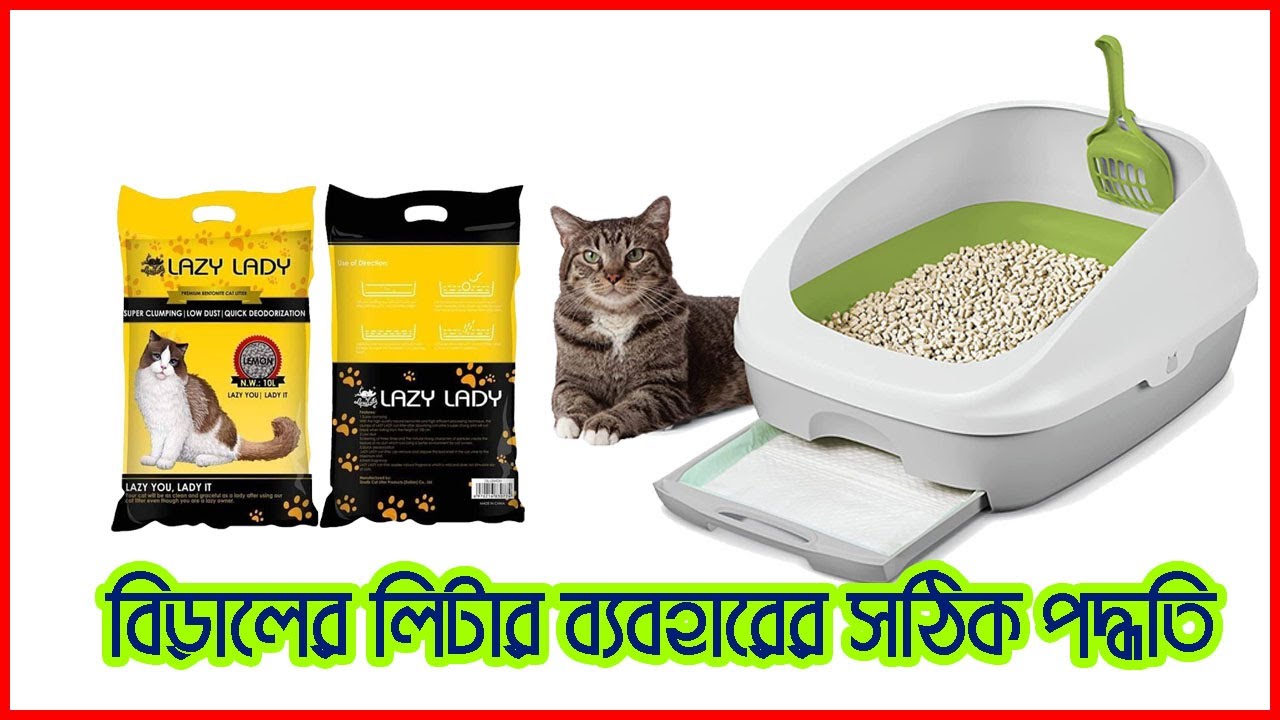 How To Use And Clean The Litter Box | বিড়ালের লিটার ব্যবহারের সঠিক পদ্ধতি
