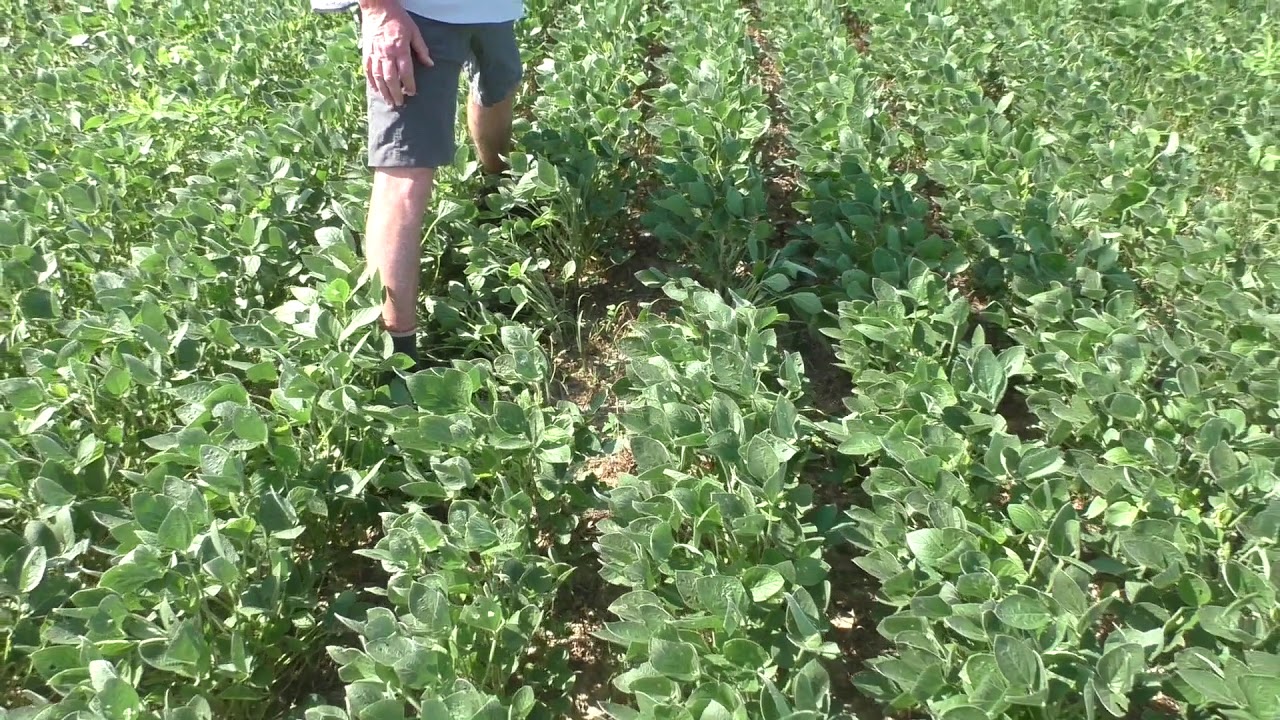 Studying Interactions Between Glyphosate and Glufosinate - Mixing Versus Sequential Applications