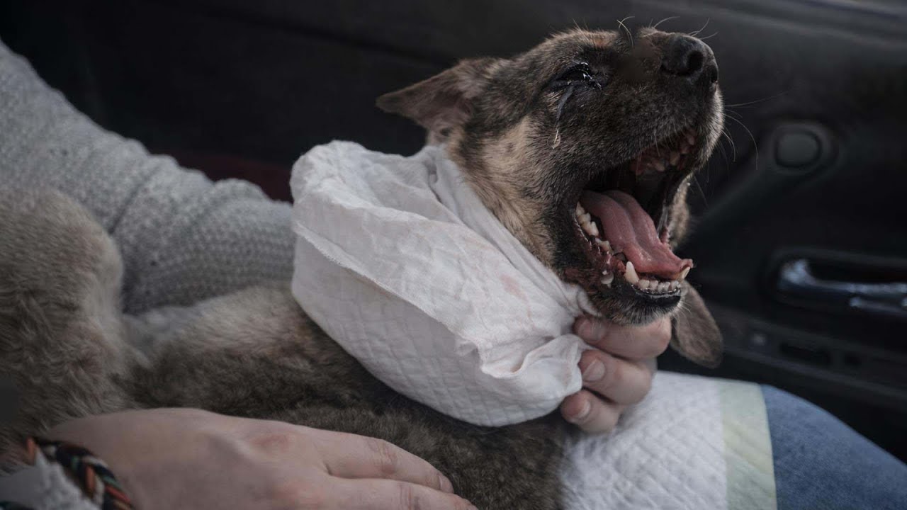 Left to Suffer Broken Neck, Little Oscar Fought Pain, Surgery, and Fate to Live Again Loved!!