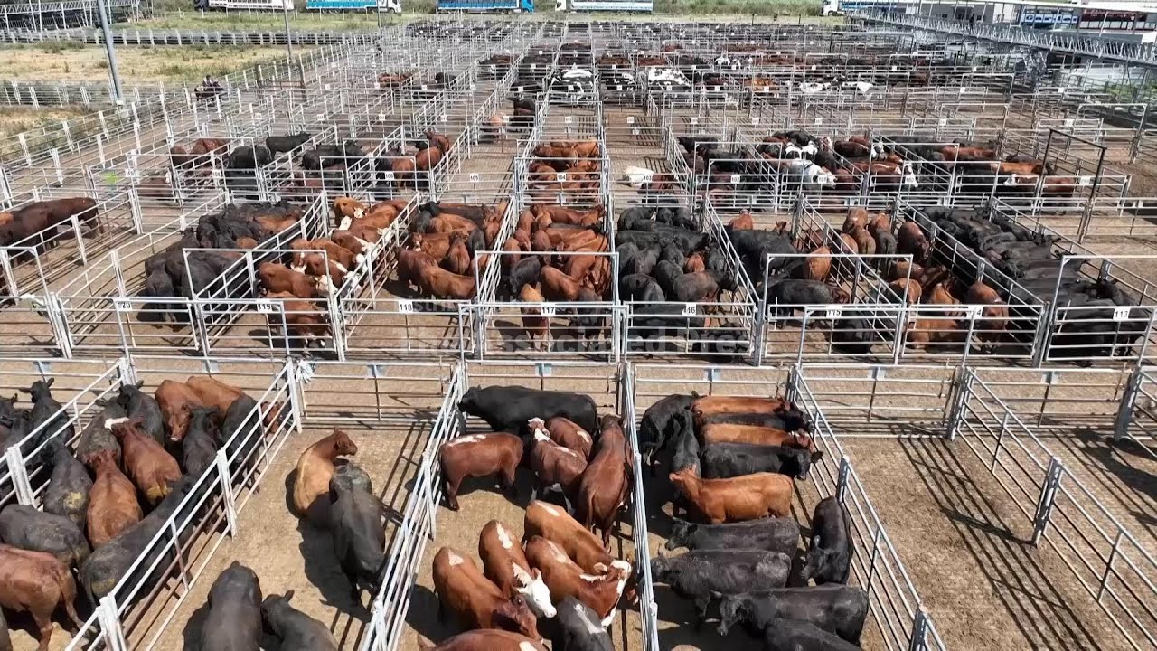 EU and Mercosur to finalise one of the world’s biggest free-trade zones, AP explains