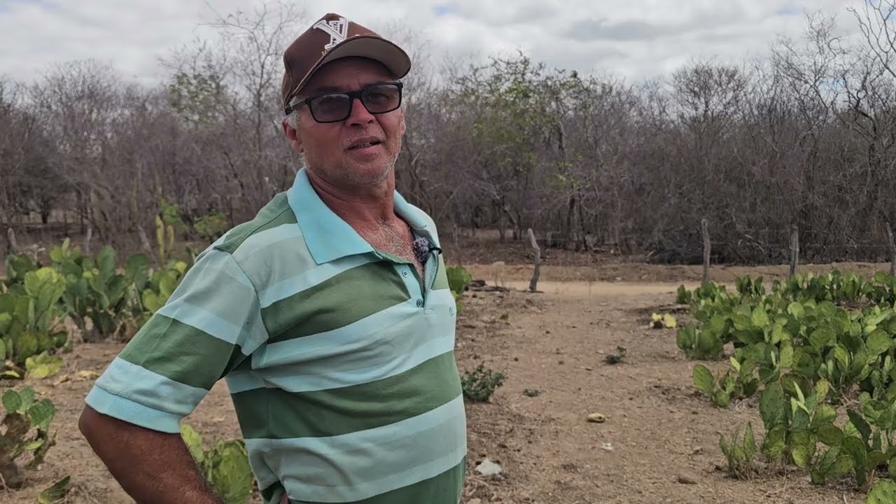 Plantio de palma do poeta Antônio de Rita no sítio Maurício Itapetim PE 