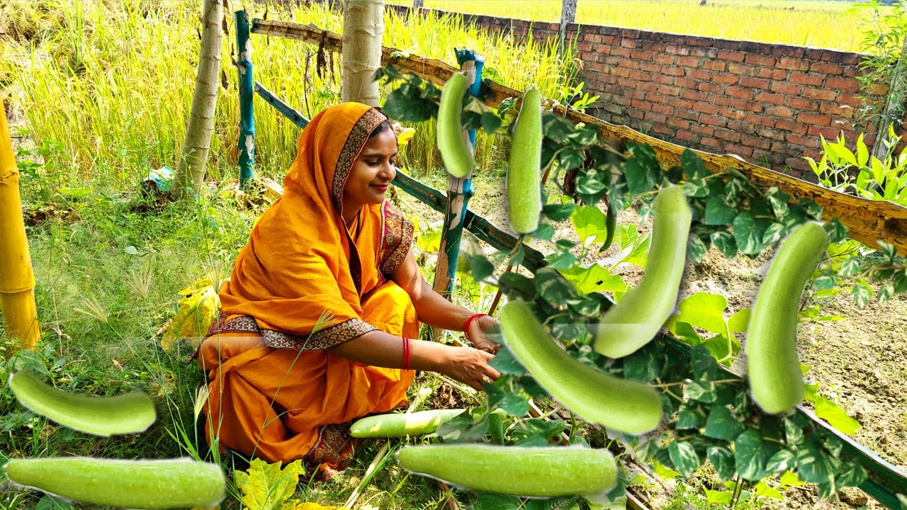 🤗हमारे खेत की लंबी लौकी की ऐसी रेसिपी जिसको खाते ही पूरा परिवार उंगलियां चाटने लगता है😋