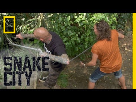 Monster-sized Mamba | Snake City