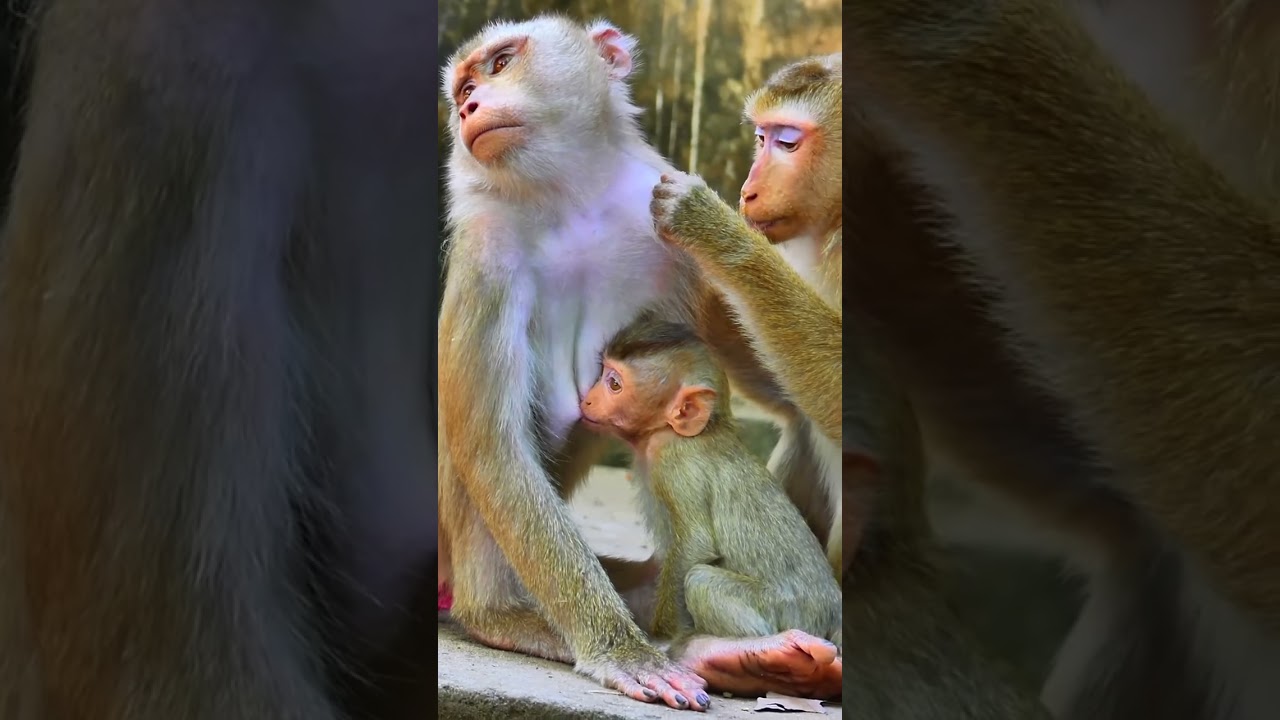 🐒 A Mother&rsquo;s Love in the Wild | Monkey Mom & Baby Bonding Moment ❤️