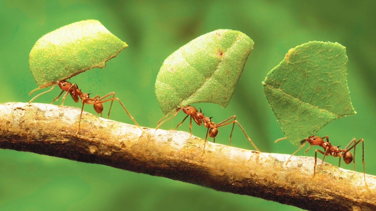 Comment les fourmis ont inventé l'agriculture - ZAPPING SAUVAGE